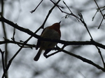 FZ004567 Robin from below.jpg